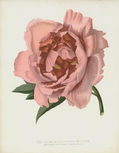 The Salmon-Colored Moutan, Moutan Officinalis var. Salmonea by English School